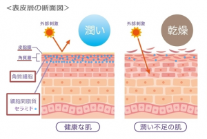 角質層を含む表皮層の断面図で、セラミドが皮膚全体にとって重要なバリア機能を果たすことを示しています