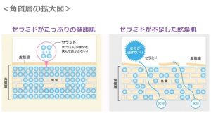 表皮中の角質層の断面図でセラミドが皮膚内の水分を逃がさずに保つ働きがあることを示しています