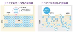 セラミドの量が減ると乾燥肌になることを表しています