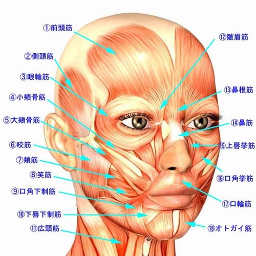 顔の筋肉の構造を表しています