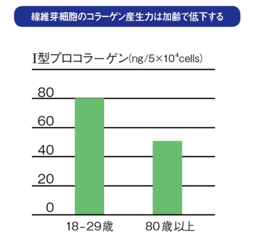 加齢によって繊維芽細胞のコラーゲン産出量は減少する