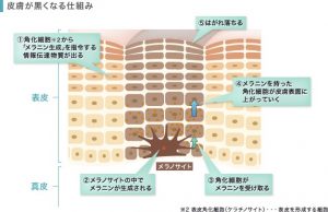 シミの元メラニンからシミができるメカニズムを表しています