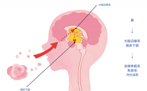 匂いが脳伝達するのメカニズムの様子を示しています