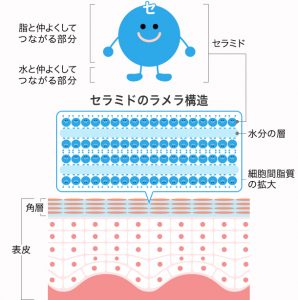 セラミドの特性が作り出すラメラ構造の説明です