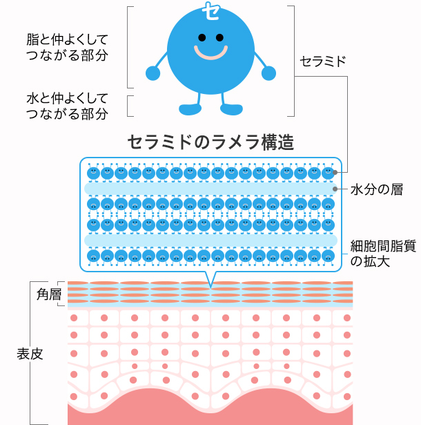 セラミドの特性が作り出すラメラ構造の説明です