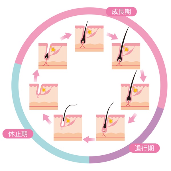 毛には毛周期があることを紹介しています