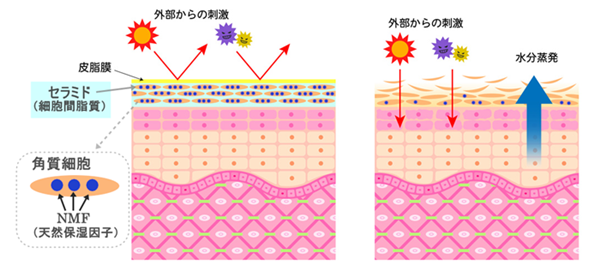 モイスチャーバランスが取れた角質層はバリア機能が高い