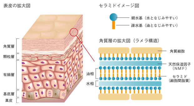 角質層のセラミドが作るラメラ構造を表しています