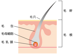 毛の組織の断面図