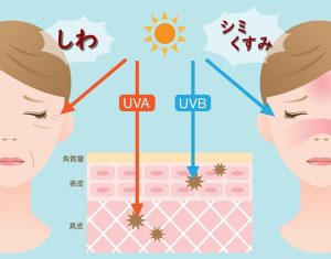 UV－AとUV－Bは肌に届く場所が違うことを表しています