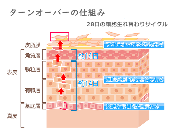 シミ・くすみのケアに重要なターンオーバーの仕組み