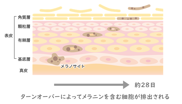 ターンオーバーによってメラニンを含む細胞が排出されてシミが消えるメカニズムを表しています