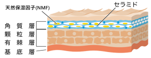 角質層の保湿成分 セラミドと天然保湿因子(NMF))