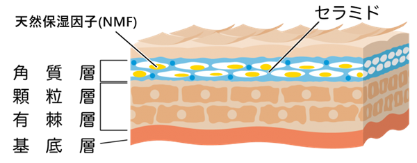 角質層の保湿成分 セラミドと天然保湿因子(NMF))