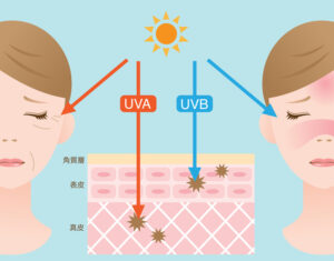紫外線A波とB波の違い