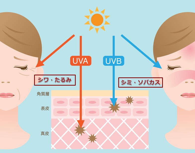 紫外線A波と紫外線B波の違い